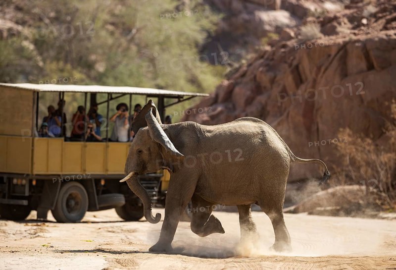 African Elephant