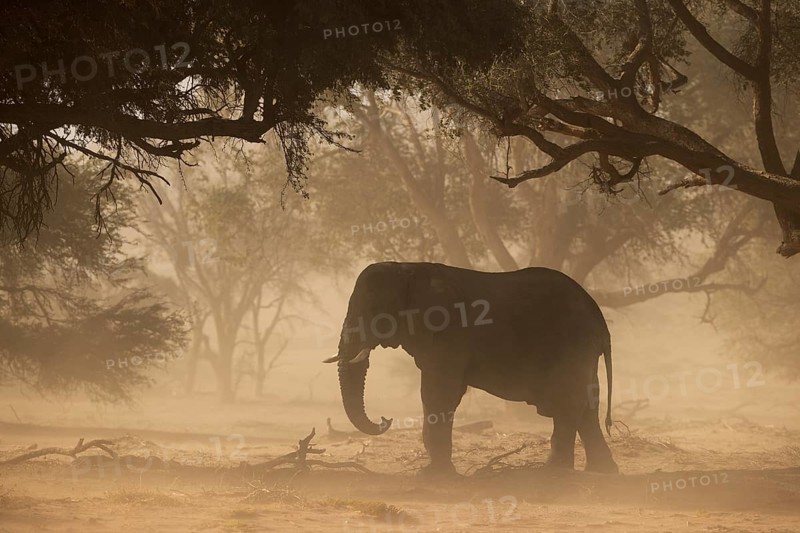 African Elephant