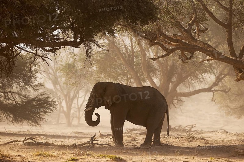 African Elephant