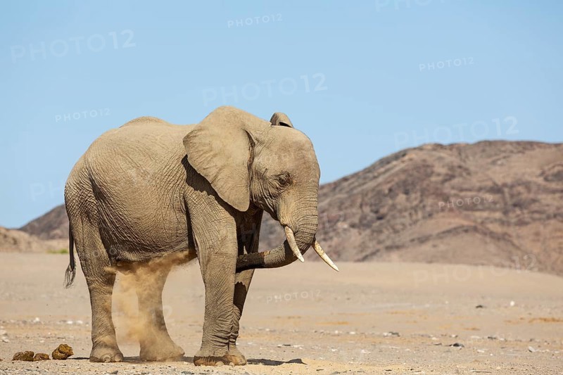 African Elephant