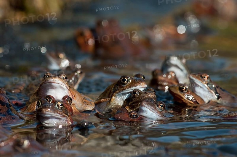 Common frog