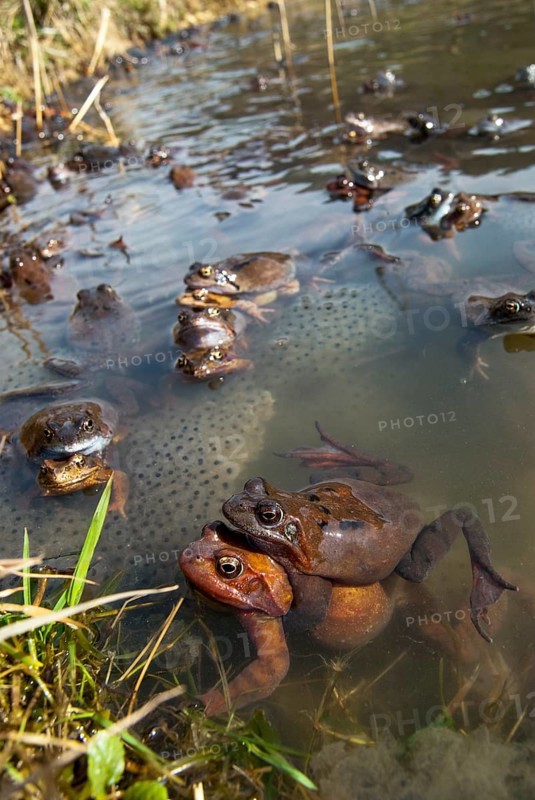 Common frog