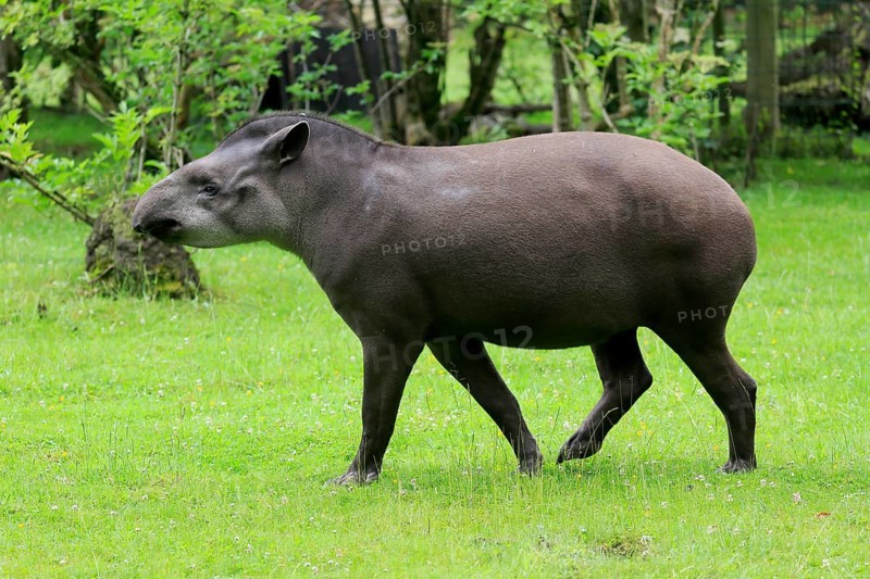 Lowland tapir