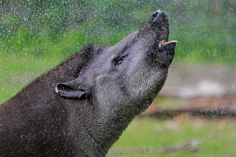 Lowland tapir