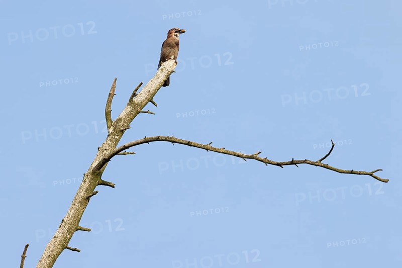 Eurasian jay