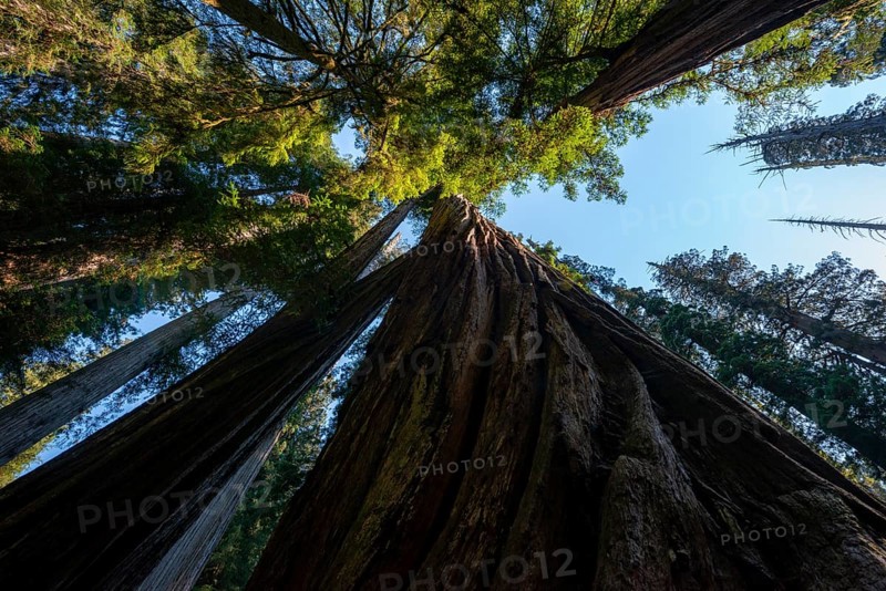 Coast redwoods