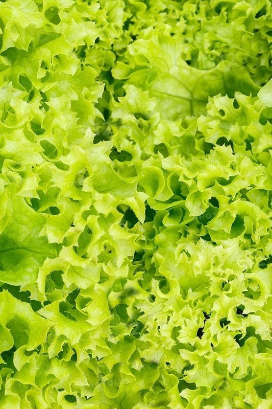 Endive Salad Endive Vegetable Background from above Healthy Eating