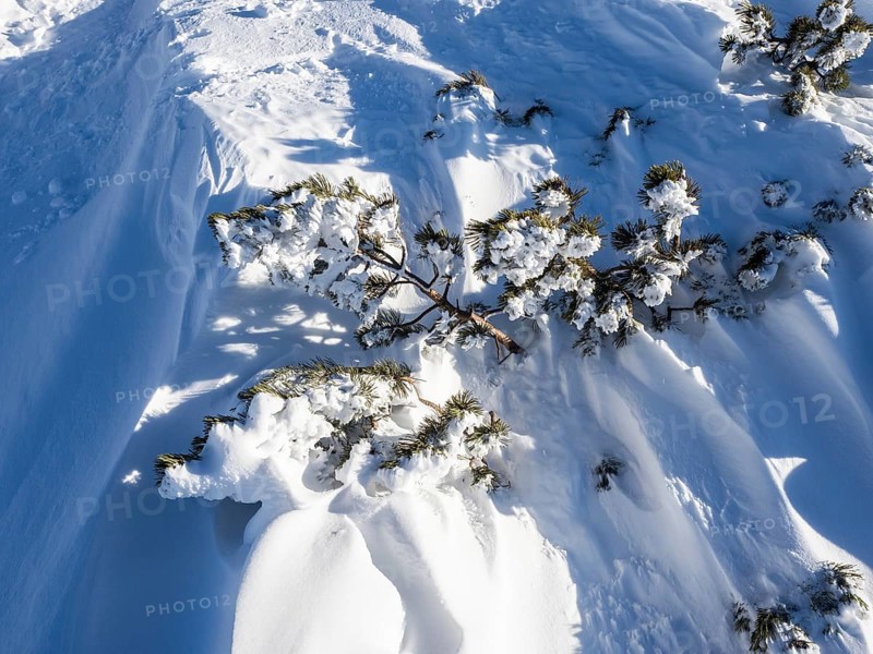 Snow-covered mountain pine