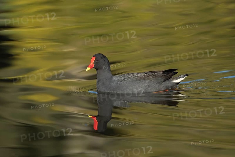 Dusky moorhen