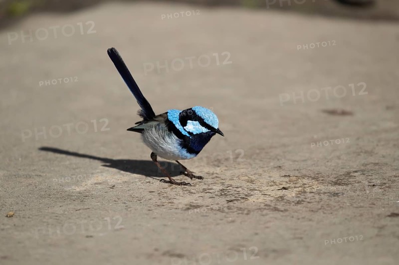 Superb fairy-wren
