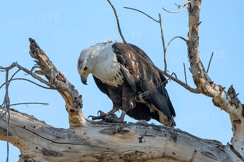 African fish eagle