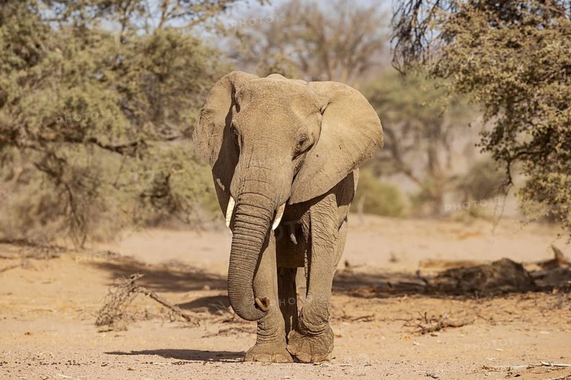 African Elephant