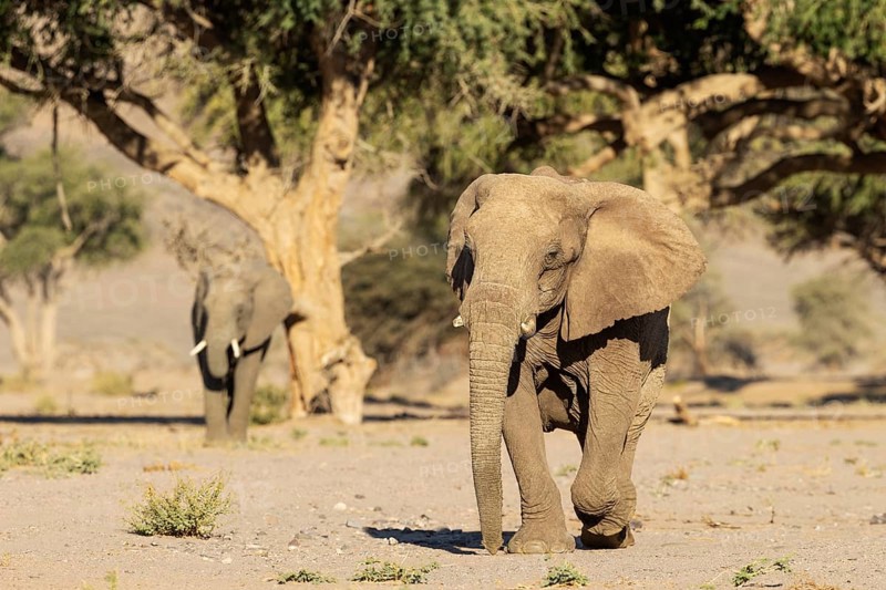 African Elephant