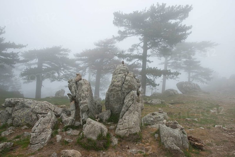 European black pines