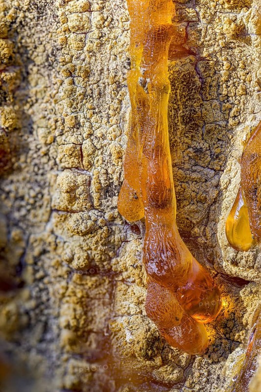 Tree resin of a european black pine