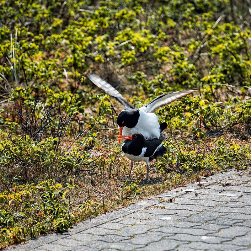 Eurasian oystercatcher