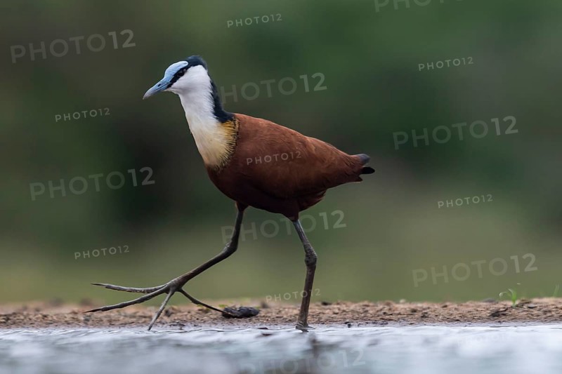 African jacana