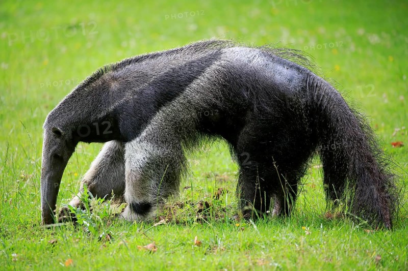 Giant anteater