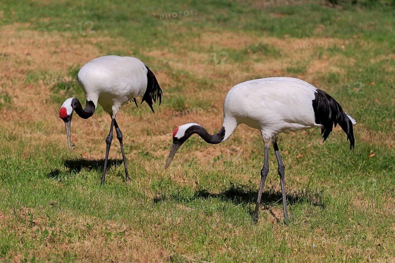 Red-crowned crane