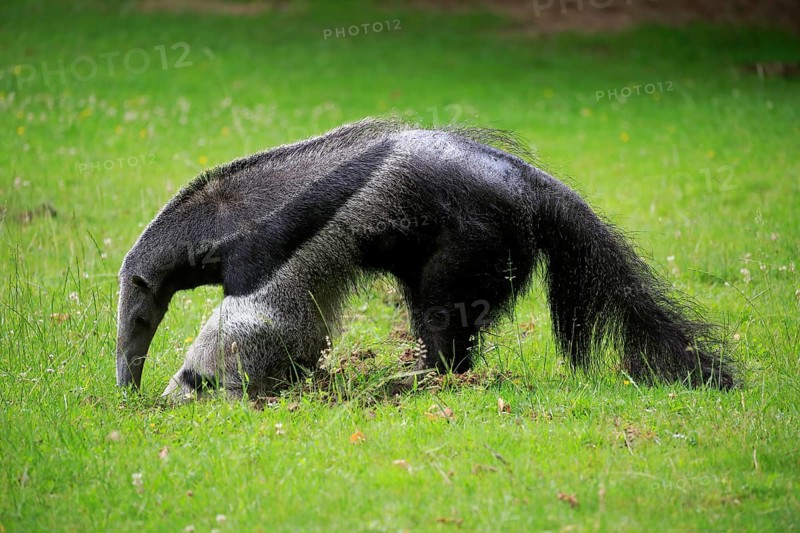 Giant anteater