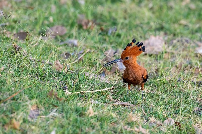 African Hoopoe