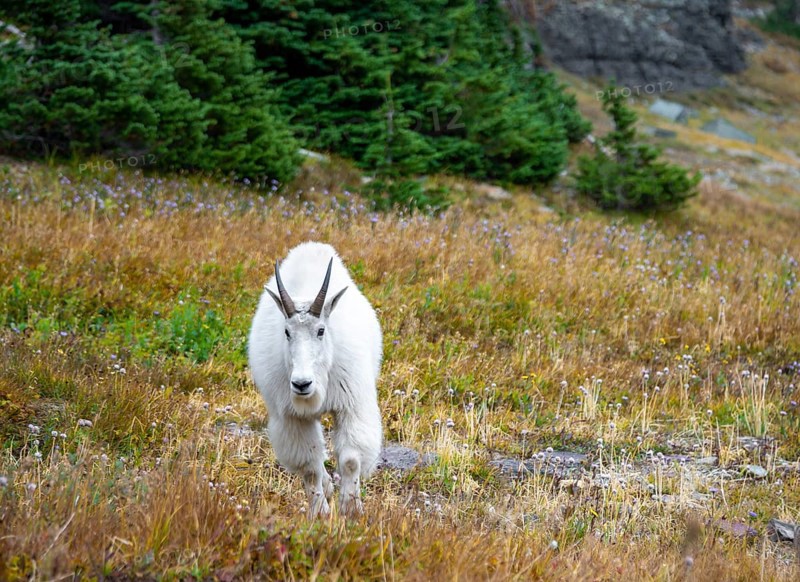 Mountain goat
