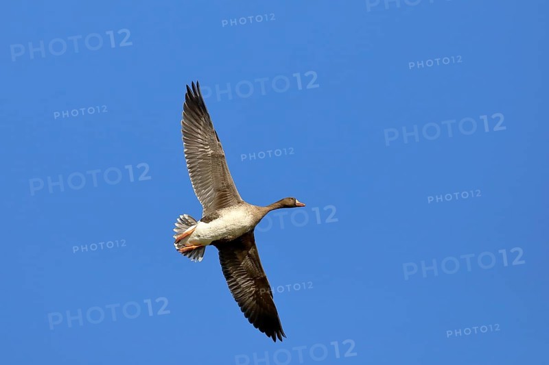 Greater white-fronted goose