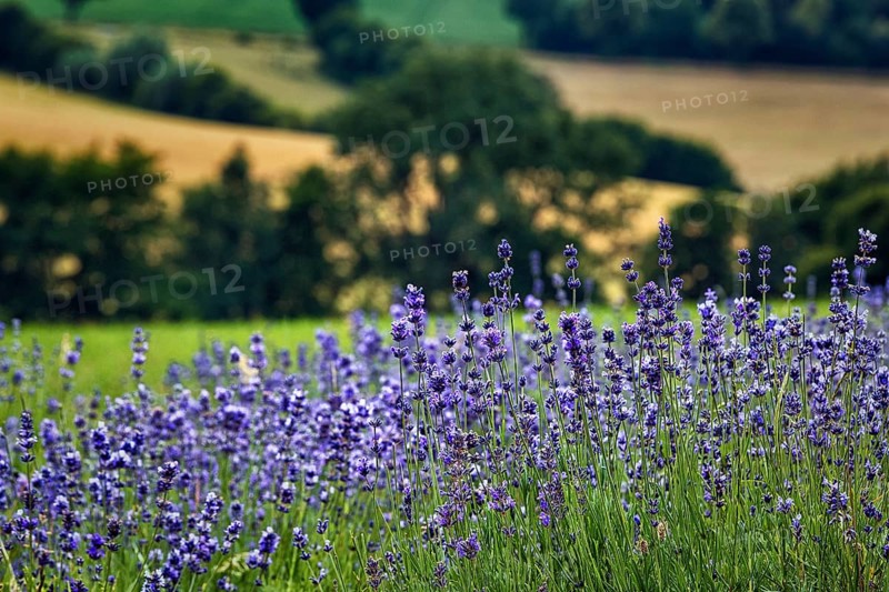 Lavender blossom