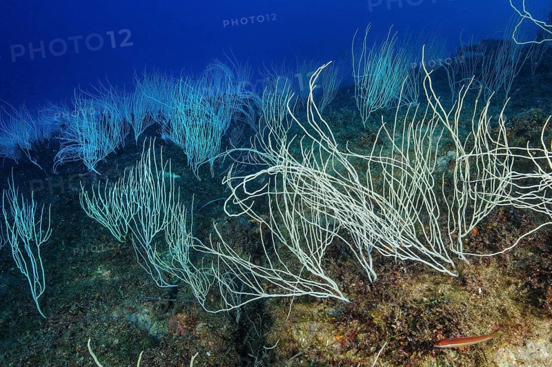 Colony of horn coral white gorgonian