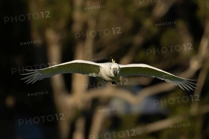 Sulphur-crested cockatoo