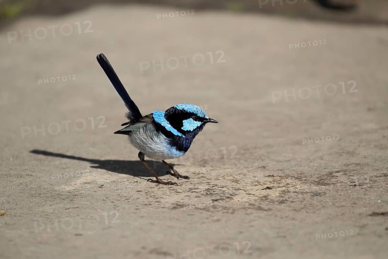 Superb fairy-wren