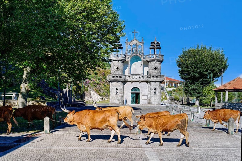 Cachena cows crossing a square in front of Santo Antonio Church