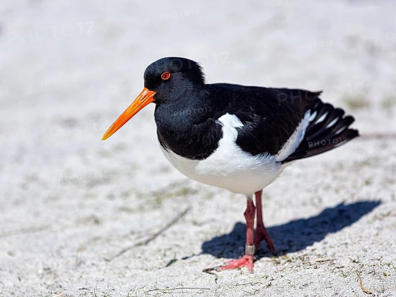 Eurasian oystercatcher