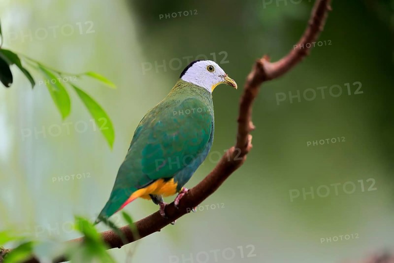Black-naped fruit dove