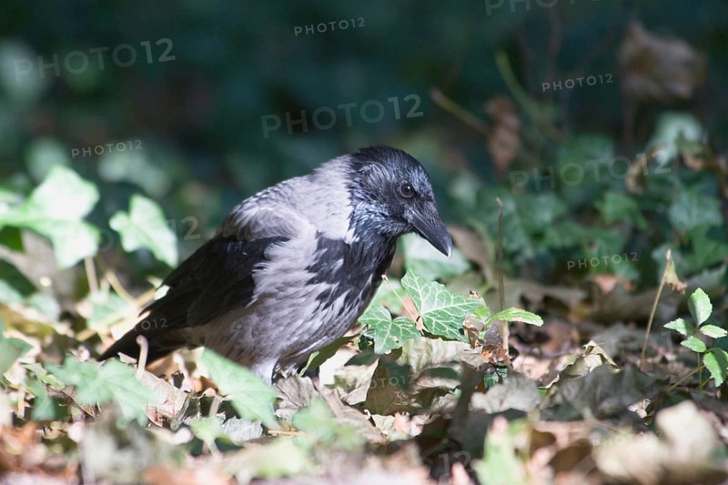 Carrion crow