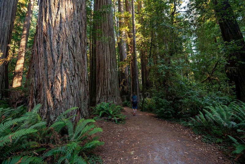 Hiker on trail through forest with coast redwoods