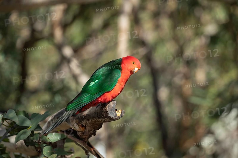 Australian King Parrot