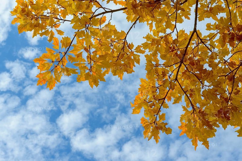 Red Oak