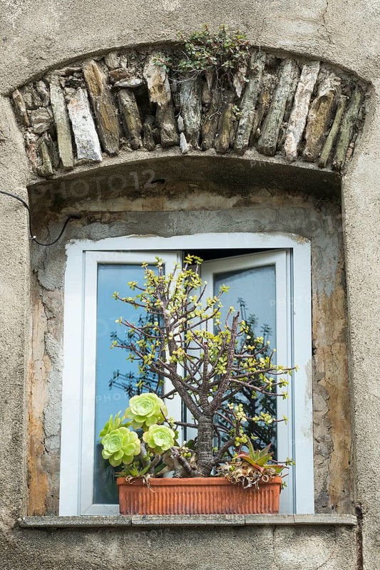 Window with flowerpot