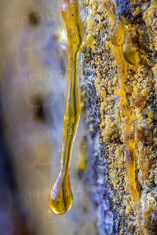 Tree resin of a european black pine