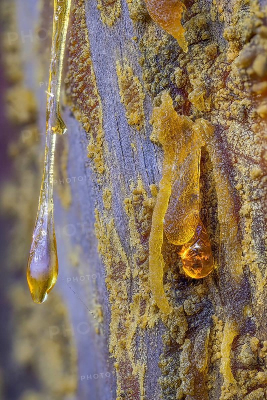 Tree resin of a european black pine