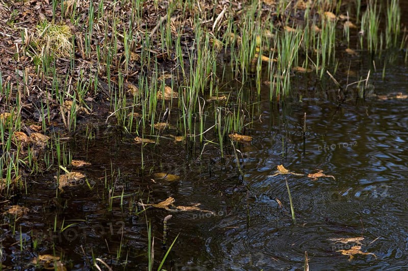 Common toad