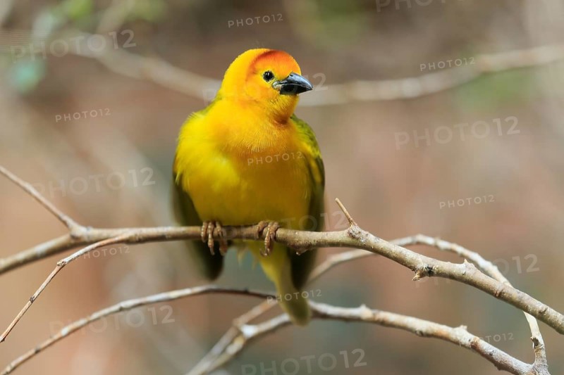 Taveta weaver