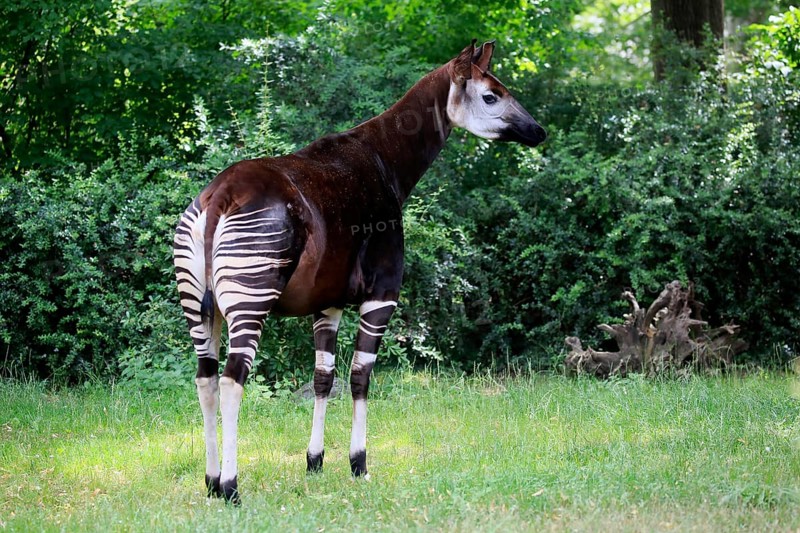 Okapi