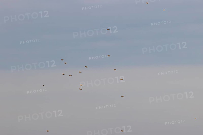 Common starling