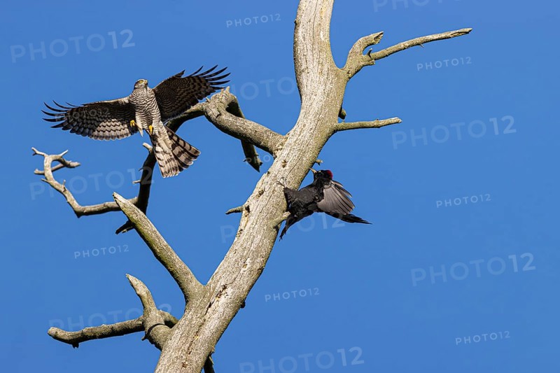 Eurasian sparrowhawk