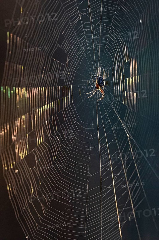 European garden spider
