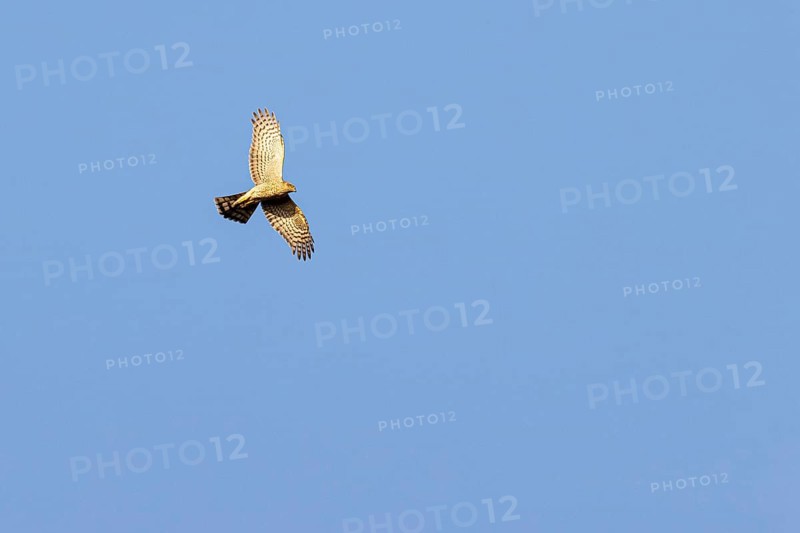 Eurasian sparrowhawk