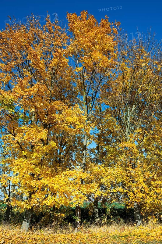 Norway maple