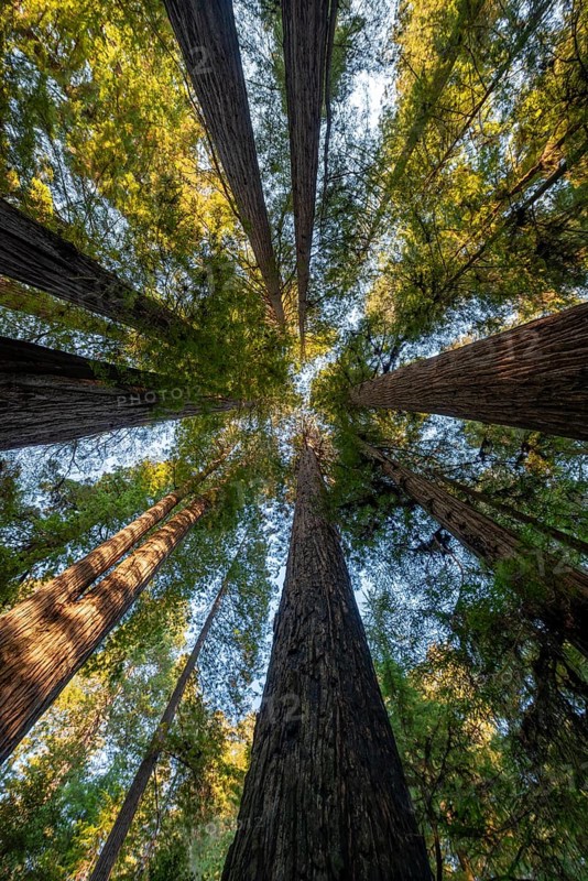 Coast redwoods